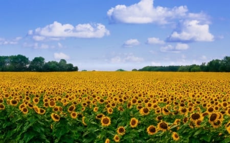 Sunflower Field - nature, fields, sunflowers, flowers