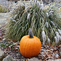 Frost on the Pumpkin