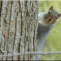 Backyard Squirrel