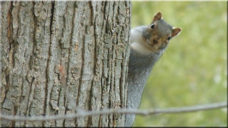 Backyard Squirrel - rodent, animal, autumn, Squirrel, tree