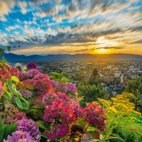 Hortensias At Spring Sunset