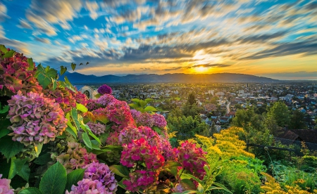 Hortensias At Spring Sunset - sky, trees, hills, sunset, spring, beautiful, clouds, city, flowers, austria