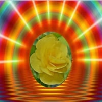 Rainbow Rose Reflection