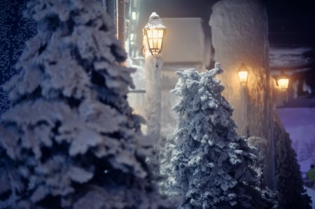 Winter Night - trees, winter, snow, fir, light, home, lantern, homes, ice, pine, cold, lamps