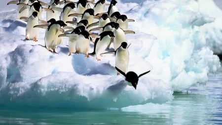 adelie penguins antartica - bird, antartica, adelie, penguin