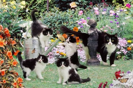 Black and white cats in the garden - garden, animals, cats, black-white