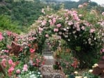 pink rose arch