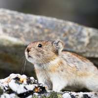 Pika Collier (Collared Pika)