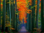 Path in Autumn