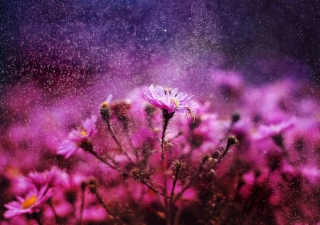 Dreams - dreams, magic, colorful, fantasy, lovely, purple, pretty, beautiful, flowers, daisies, drops