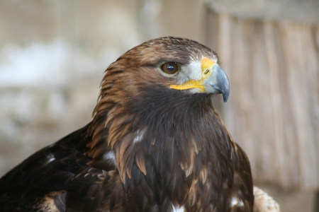 Eagle - falcon, eagle, prey, bird