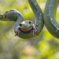 WHAT A BRAVE LITTLE GREEN FROG