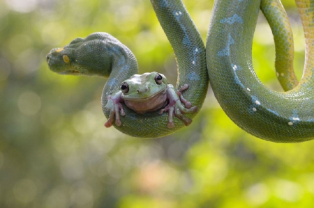 WHAT A BRAVE LITTLE GREEN FROG