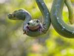 WHAT A BRAVE LITTLE GREEN FROG