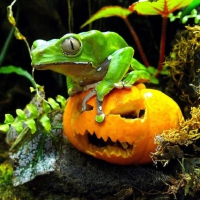 HALLOWEEN FROG