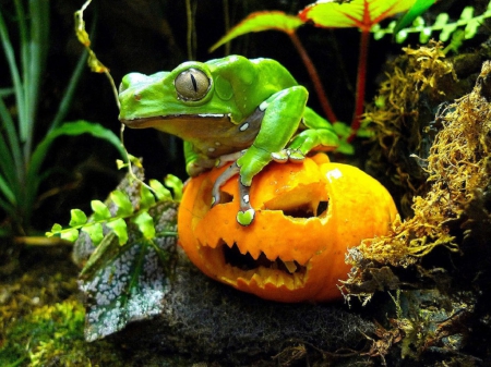 HALLOWEEN FROG - frog, cute, pumpkin, green