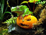 HALLOWEEN FROG