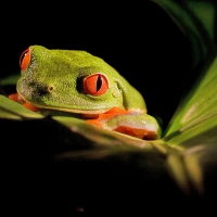 RED EYED FROG