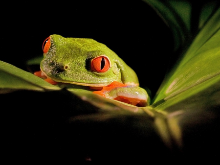 RED EYED FROG - frog, red, cute, eyed