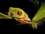 RED EYED FROG