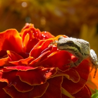 LITTLE FROG ON ORANGE FLOWER