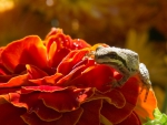 LITTLE FROG ON ORANGE FLOWER