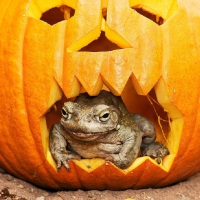 FROG IN PUMPKIN