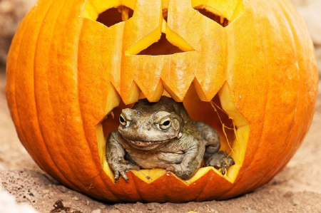 FROG IN PUMPKIN - PUMPKIN, CUTE, FROG, HALLOWEEN