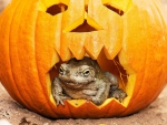 FROG IN PUMPKIN