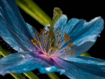 Blue flower