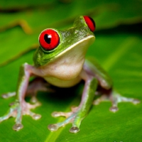 CUTE GREEN FROG