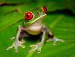 CUTE GREEN FROG