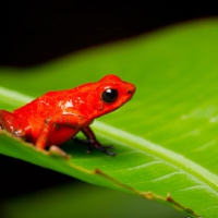 LITTLE RED FROG