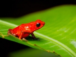 LITTLE RED FROG