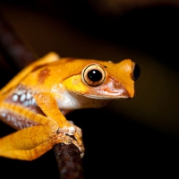 CUTE YELLOW FROG