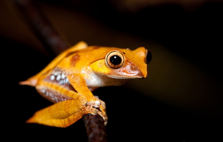 CUTE YELLOW FROG - cute, limb, yellow, frog