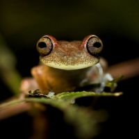 LITTLE BROWN FROG