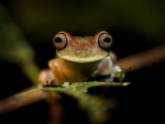 LITTLE BROWN FROG