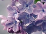 LOVELY LILACS