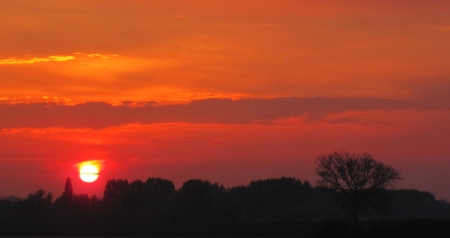 Sunset - sky, sunlight, trees, photography, sun, sunset, nature, view, abstract, cloud, clouds, sunsets, tree