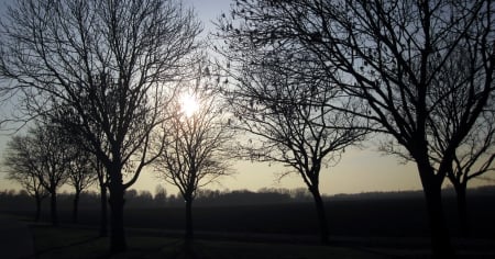 Sunset - sky, trees, sunlight, sun, photography, sunset, nature, view, sunsets, tree