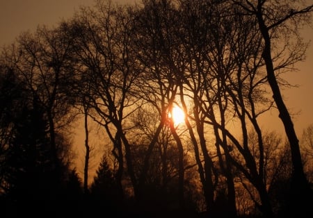 Sunset - sun, sunsets, sky, view, sunlight, photography, tree, trees, sunset, nature