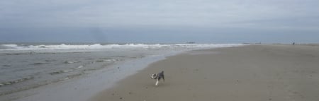 Freedom - clouds, beach, photography, sea, dog, ocean, sand, animal, nature, dogs, cloud, waves, wave, sky, animals