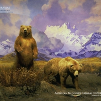 Alaskan Bears