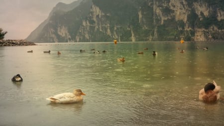 singing in the rain... (mother duck and family) - beatiful, birds, beach, peace, nature, autumn, rain, hd, lake, Lake Garda, ducks