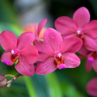 âœ¿âŠ±â€¢â•®Orchidsâ•­â€¢âŠ°âœ¿