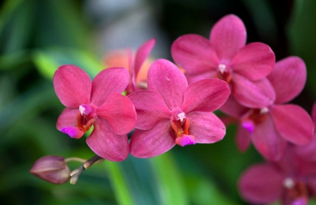 âœ¿âŠ±â€¢â•®Orchidsâ•­â€¢âŠ°âœ¿ - orchids, photography, lovely, creative pre-made, nature, love four seasons, pink, beautiful, flowers, colors, lovely still life