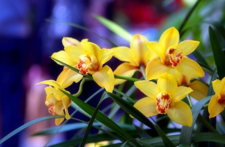 ✿⊱•╮Yellow╭•⊰✿ - yellow, creative pre-made, photography, colors, still life, flowers, nature, orchids, love four seasons