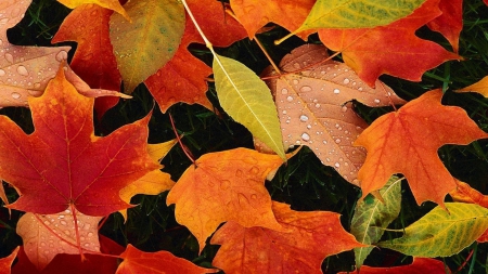 Autumn Leaves - Autumn, water, Fall, rain, rain drops, drops, leaves