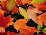 Autumn Leaves